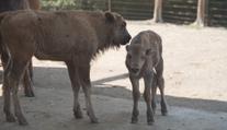 Olomoucká zoo má důvod k radosti. Narodila se tam dvě zubří mláďata