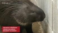 Toulavou dikobrazici srazilo dvakrát auto! Najít ji pomohla Nova