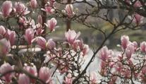 Dechberoucí podívaná. Největší japonská zahrada v Evropě vítá první návštěvníky