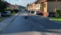 Pořádná nedělní rozcvička. Hasiči v Třebíči naháněli pštrosa!