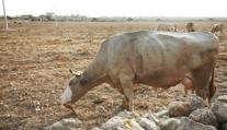 El Niño vedra do Česka nepřináší. Jeho vliv je jiný