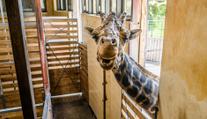 Smutná zpráva z pražské zoo. Zemřel žirafí samec Johan