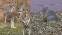 Jihlavská zoo má nové přírůstky, jsou jedni z nejvzácnějších na světě