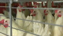 Českem se šíří nebezpečná nemoc drůbeže. Veterináři nařídili vakcinaci