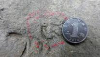 Nový objev! Vědci odhalili dosud nejmenší fosilní stopu dinosaura