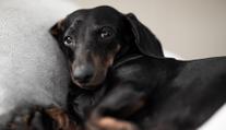 Žena koupila v množírně štěně. Veterinář ho musel po několika dnech uspat