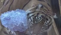 Zoo ve světě bojují s vedry. Zvířata ochlazujeme podobně jako lidi, říká chovatel