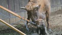 VIDEO: Boj o život v pražské zoo. Novorozený zubr zapadl do bahna