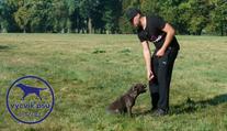 PSÍ SPECIÁL: Jak naučit psa poslouchat na povel SEDNI?
