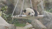 Hongkong zachvátila pandí horečka. Na nová mláďata se před zoo stály fronty