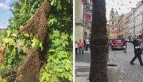 Usadil se vám roj včel na zahradě? Hasiče volejte, když jde o život