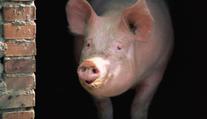 Jíme antibiotika? Veterináři řekli, jak je na tom české maso