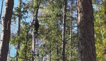 Let hrůzy: Paraglidistka skončila na stromě, muže odvezli na chirurgii