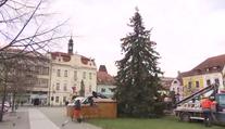 V Berouně se hádají o vánoční strom "ukradený" z tamního sídliště