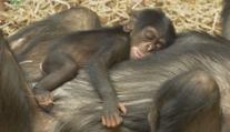 Ostravská Zoo se pochlubila záběry roztomilého mláděte šimpanze