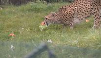 V pražské zoo začaly dýňové hody. Pochutnávají si na nich i gepardi