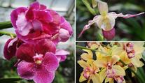 Úžasné triky orchidejí: Hmyz se s nimi chce pářit! GALERIE