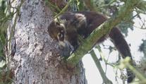 Z jihlavské ZOO uprchl samec nosála. Chytit ho se nepodařilo ani hasičům