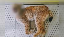 Policie řeší mrtvého rysa na Šumavě. Mohl ho zabít projíždějící vlak