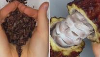 Co to je za hnus? Milovníky čokolády zaskočila podoba kakaových bobů
