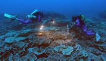 Umělecké dílo na dně oceánu. U Tahiti objevili vzácný nedotčený korálový útes