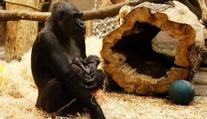 Další přírůstek v pražské zoo! Matka slavné gorily Moji je březí