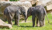 V pražské zoo pokřtili dvě letošní slůňata. Dostala krásná jména