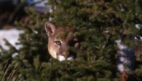 Pozor, ze zooparku utekla dospělá puma! Lidé by neměli chodit ven