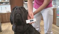 Veterináři v pohotovosti. Rostou obavy z šíření vztekliny mezi psy