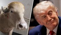 Buvol vypadá jako Donald Trump. Stal se hvězdou, místo porážky míří do zoo