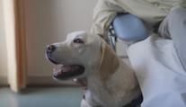 Řecko vsadilo na psí terapii. Onkologickým pacientům pomáhá labrador