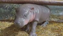 Mládě hrošíka liberijského je hitem jihlavské zoo. Samička dělá velké pokroky