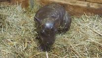 České zoo se daří chovat roztomilé hrošíky. Za 4 roky se tam narodili hned čtyři