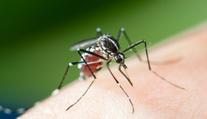 Evropou se šíří exotický virus. Objevil se už i v sousední zemi