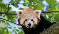 Chlupáč na útěku! Z plzeňské zoo uprchla panda červená