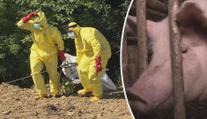 Veterinární správa bije na poplach. Hrozí vybíjení prasat kvůli africkému moru