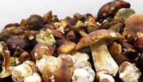 Deštivé počasí pomohlo. V lese už najdete i hřiby, říká mykoložka