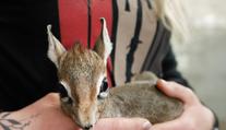 Zahrada ve Dvoře Králové se pyšní přírůstky, narodily se tam miniaturní antilopky