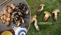 Test sušených hub: Téměř všechny obsahovaly těžké kovy a pesticidy