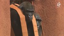 Pražská zoo otevřela nový pavilon goril. Ty patří k nejoblíbenějším zvířatům