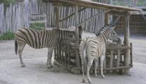 Jihlavská zoo přišla o tři zebry. Dvě samice odjely, třetí zahynula při porodu