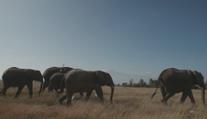 Africká země vyhrožuje Německu. Pošleme vám 20 tisíc slonů, prohlásila