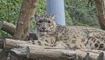 Do jihlavské zoo se vrátily vzácné šelmy. Dostaly luxusní domov za miliony