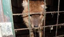 Tygr na prodej! Muž chtěl vlastní zoo, nevyšlo to. Zvířata teď živoří