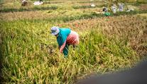 Další velká krize je za rohem. Farmáři panikaří, hrozí vyšší ceny potravin