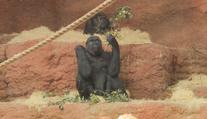 V pražské zoo čekají nový přírůstek. Gorila Moja bude mít vnouče
