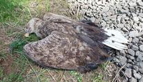 Na Toužimsku zřejmě někdo otrávil orla mořského. Zahynulo i mládě v hnízdě
