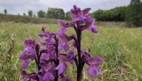 Na Chebsko se vrátily vzácné orchideje. Botanici hlásí rekordní počty