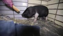 Další prasátko málem umřelo! Tentokrát ho lidé našli v popelnici