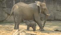 Událost roku ve zlínské ZOO. Na svět tam přišlo mládě slona afrického